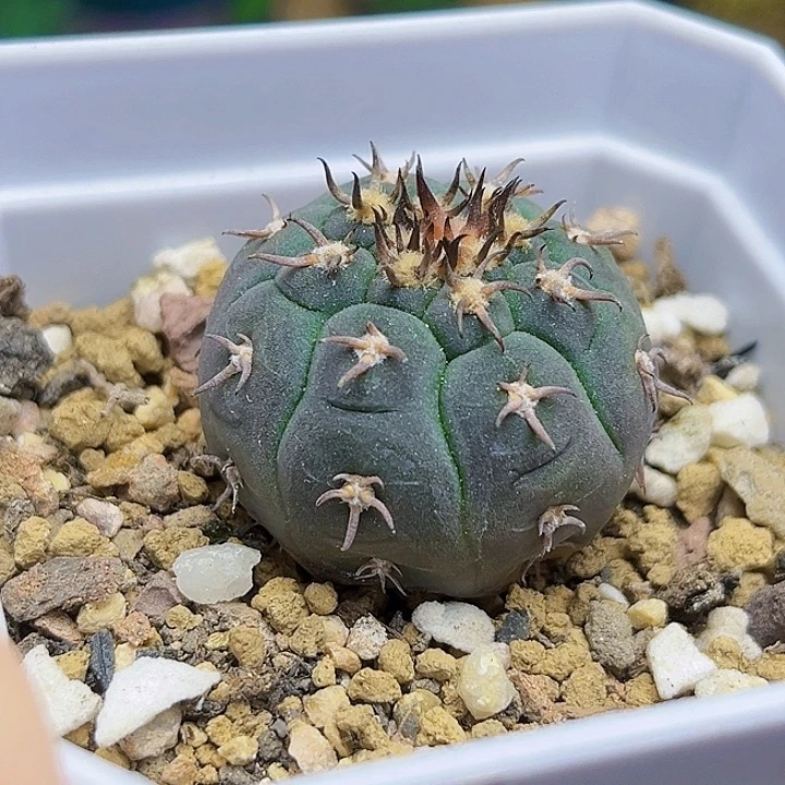 3公分实生猫爪一颗