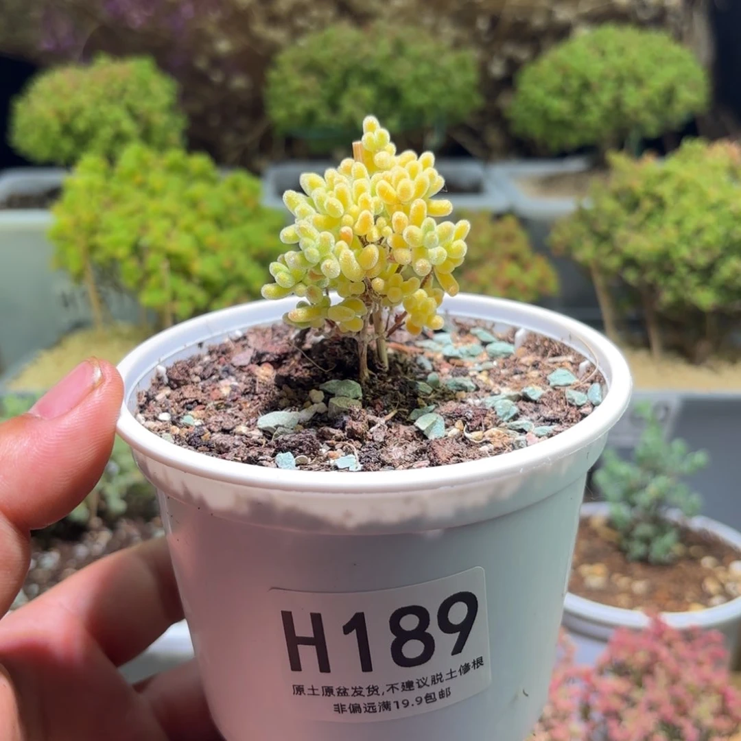 枝干番杏奶油色冰晶H189