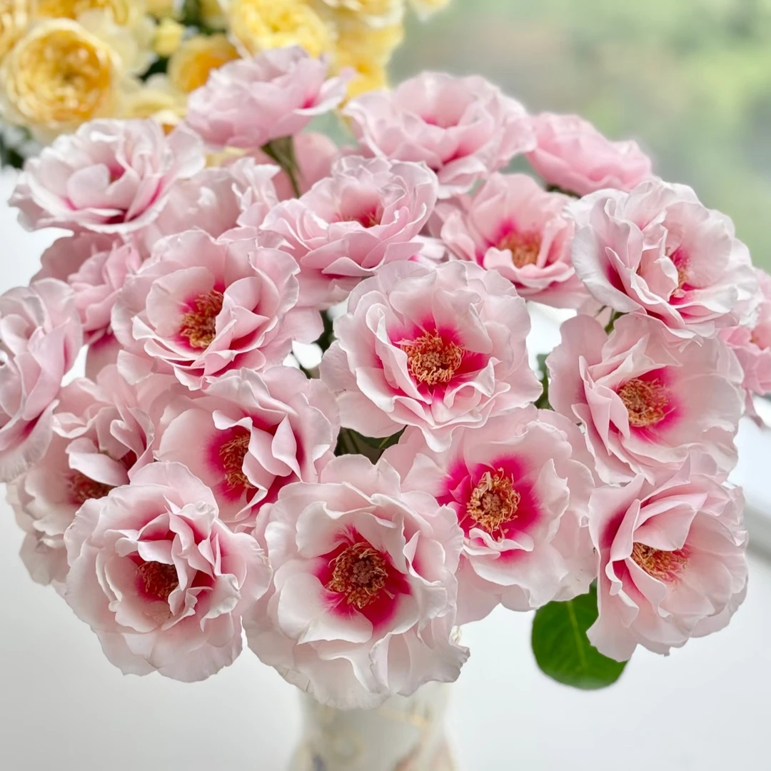 慕源【本心】玫瑰鲜花/花束 云南鲜花基地直发