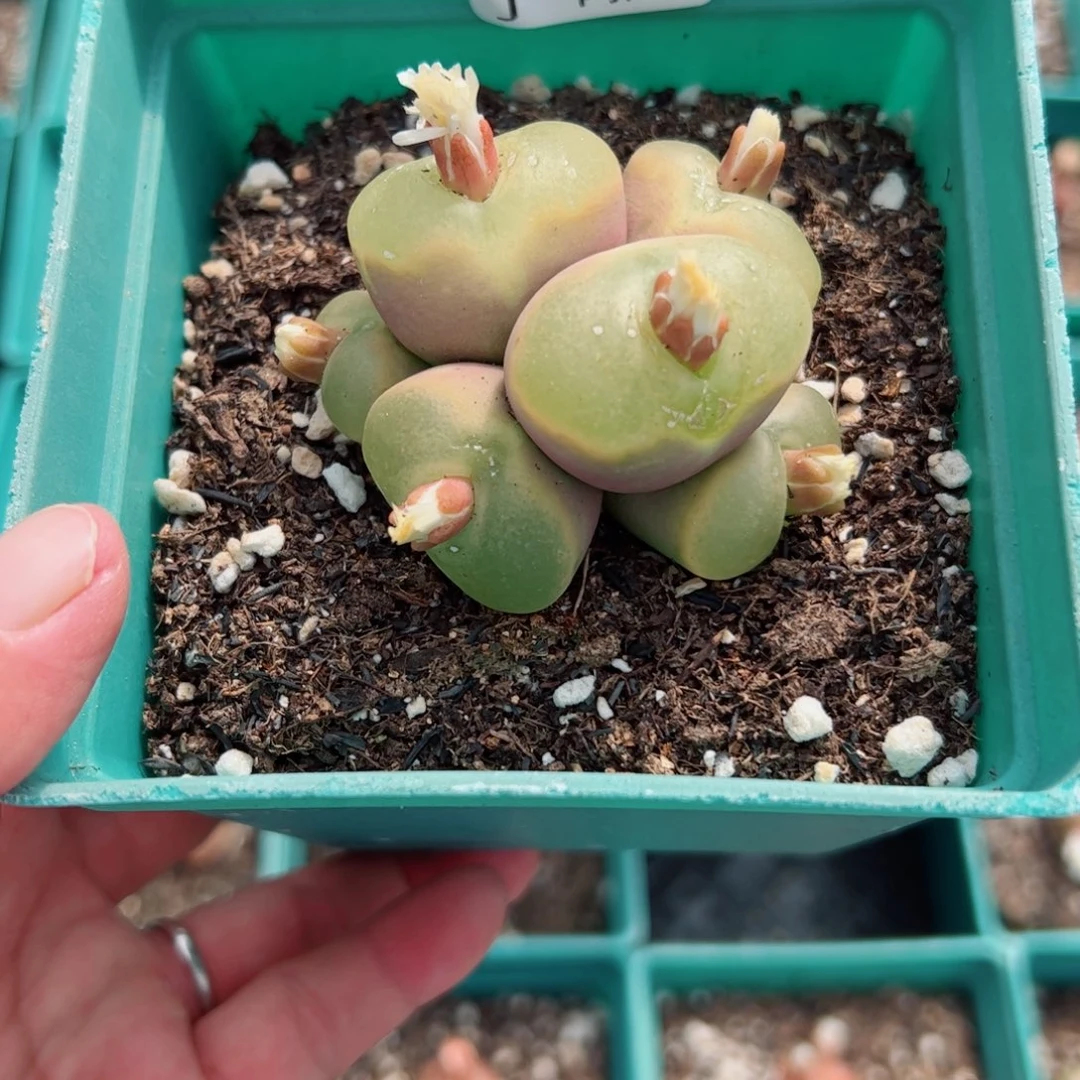 无花朵萝*北我很喜欢这个J222