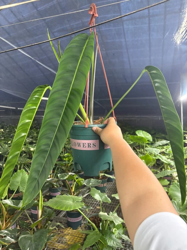 PP蔓绿绒室内观叶植物四季常绿净化空气不包叶损不包售后介意勿拍