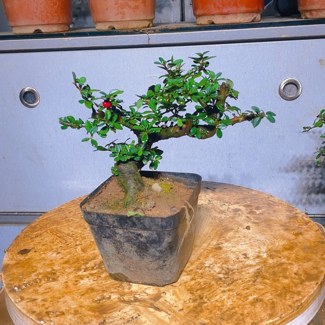 当前无花朵，栽培后可花朵