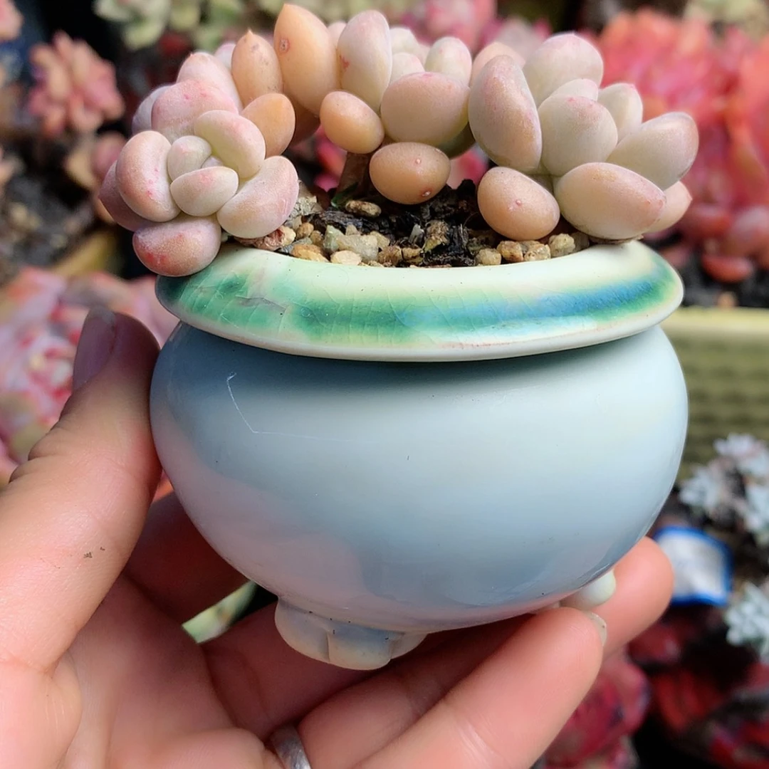 【闪购商品】?****e面包带盆