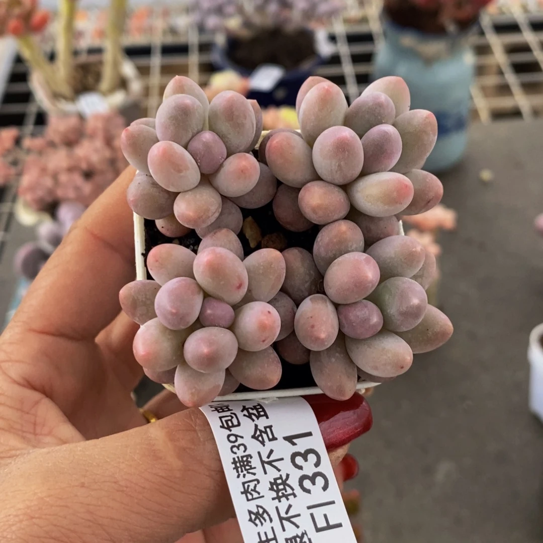 粉红泡泡331/1.5vm