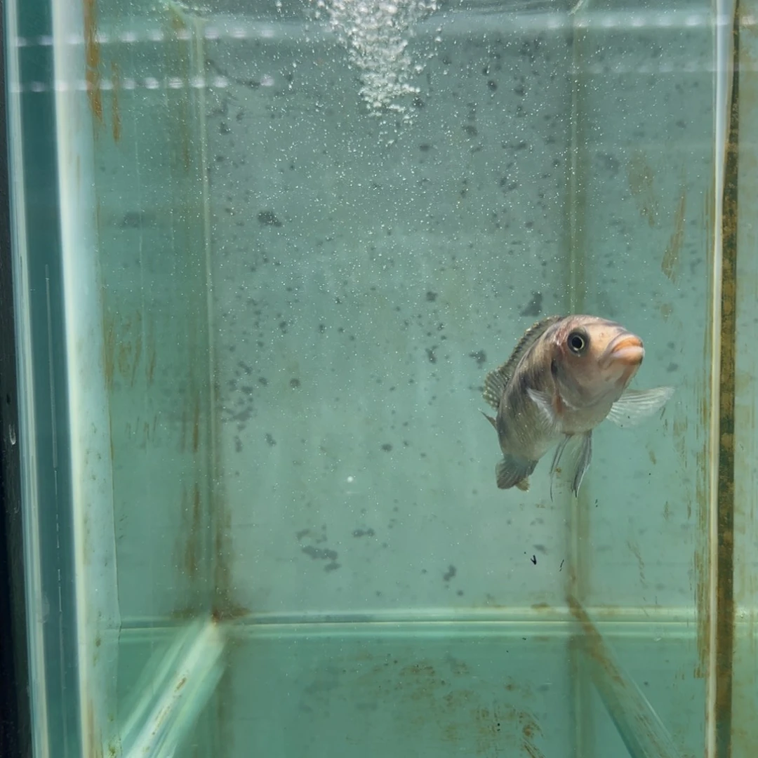 慈鲷κ****シ412号黑龙王母鱼