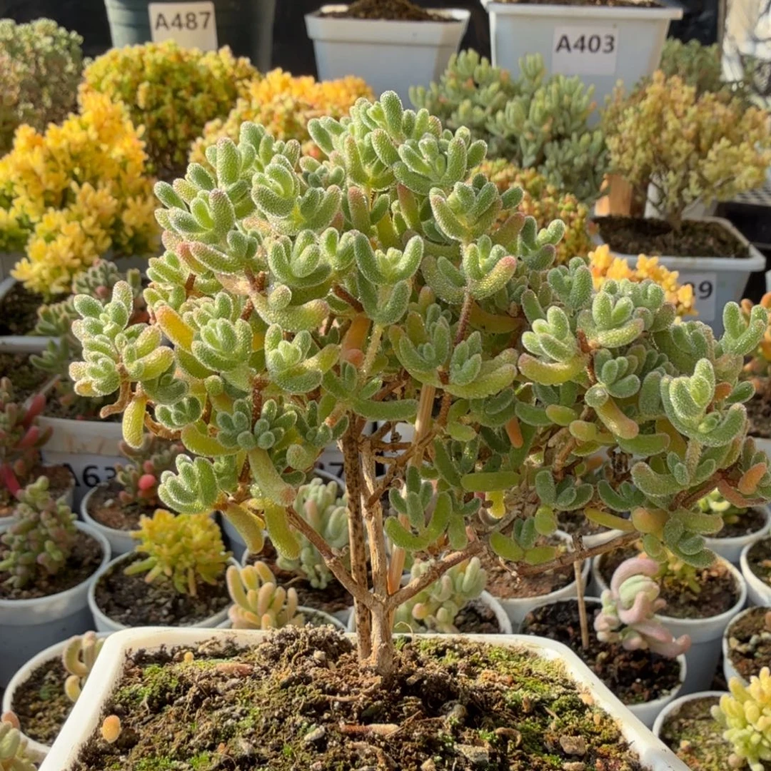 A455红冰晶枝干一物一拍