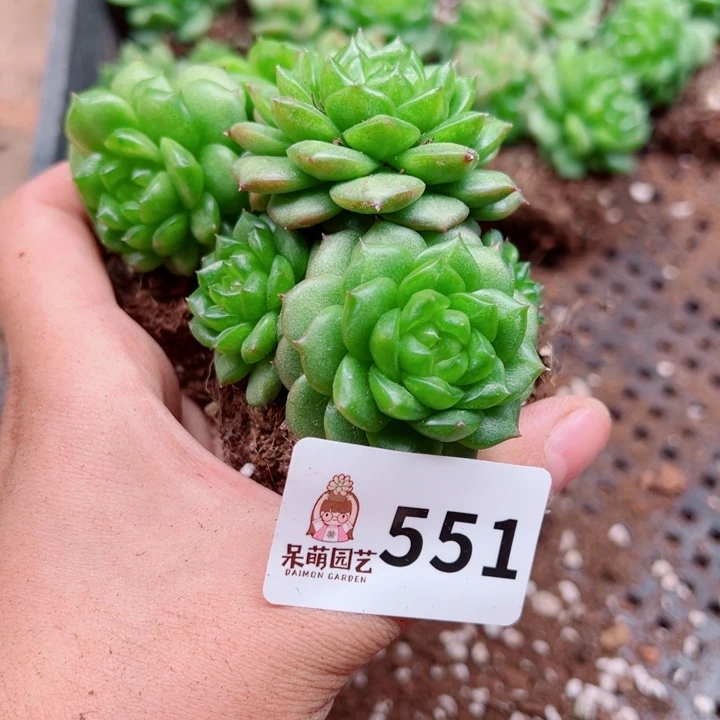 多肉植物多肉植物