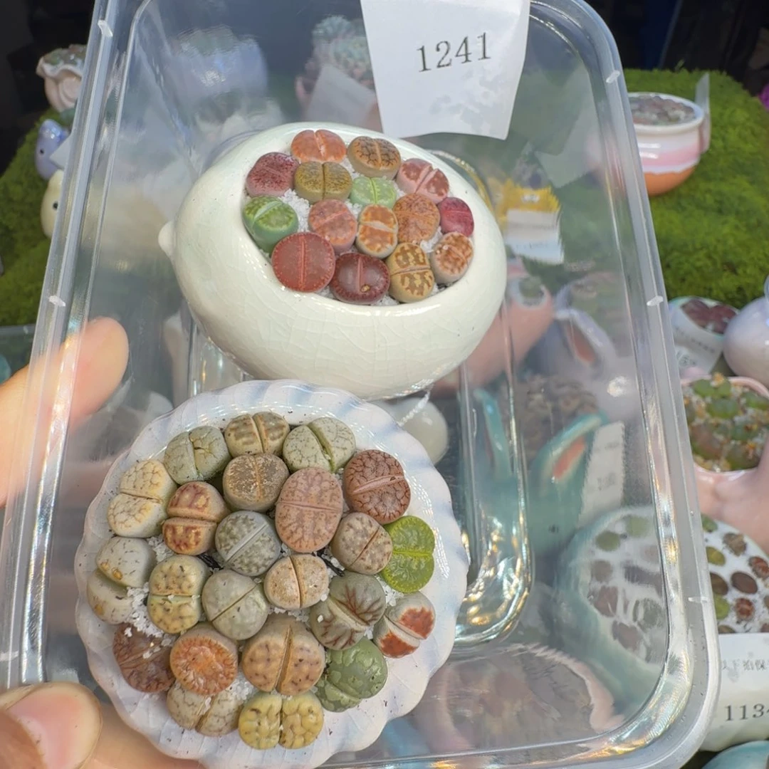 静***阳多肉葡萄的味道1241