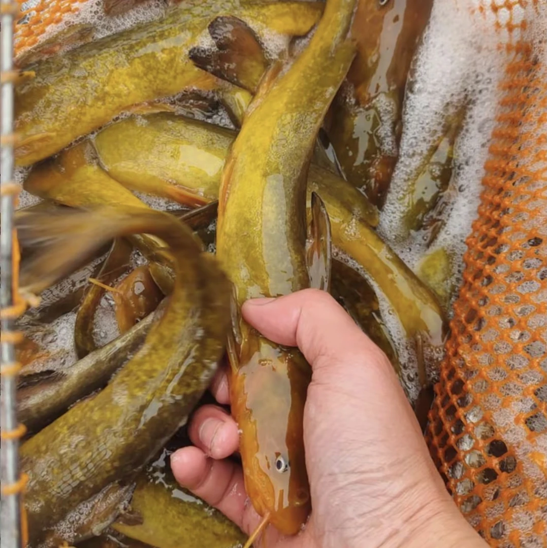 活体鱼四川牛尾巴鱼观赏水族 淡水养殖 渔场直发