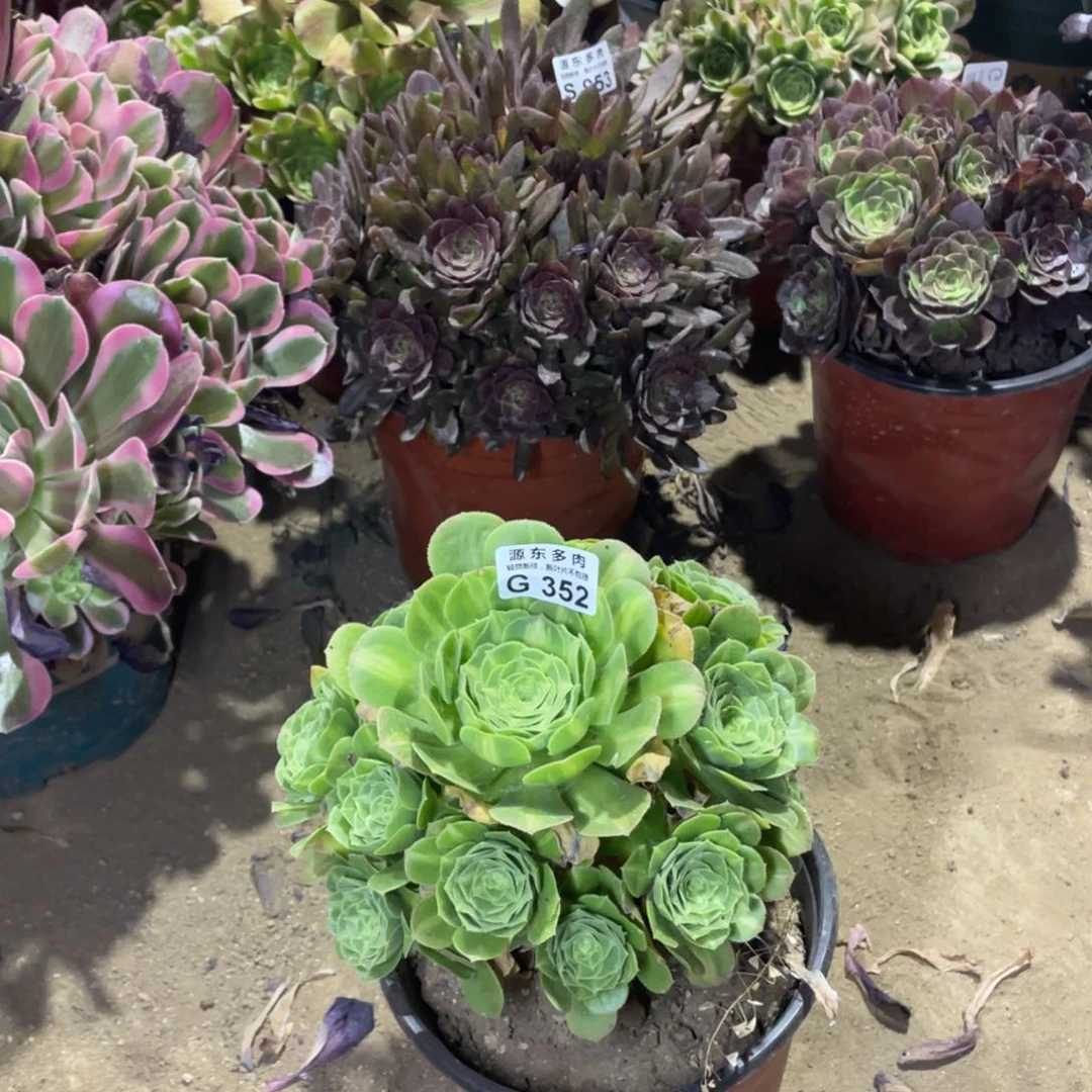 352翡翠多肉法师断枝不包