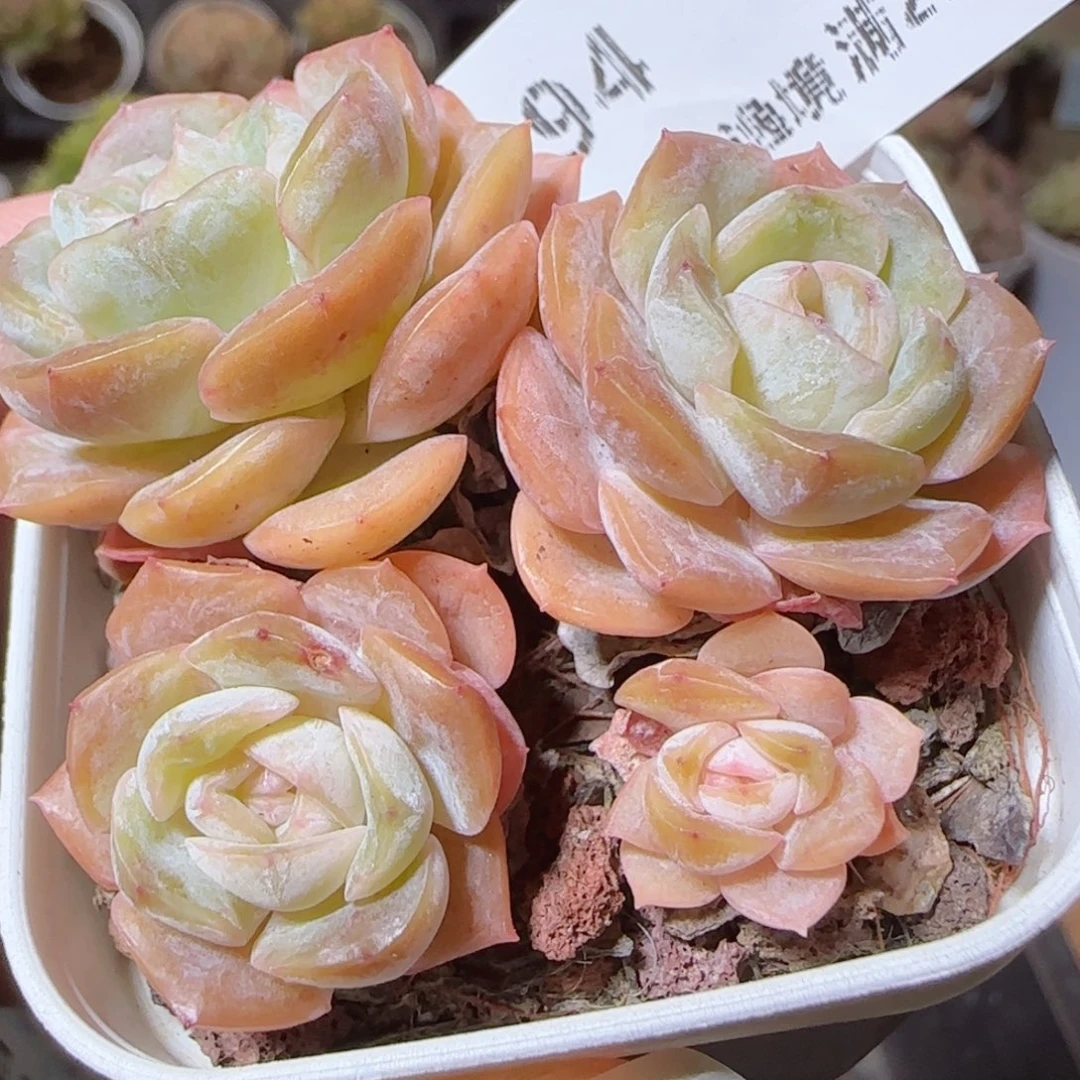 花语逸镜1118-94绒金