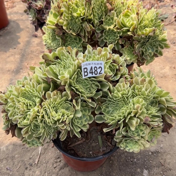 绿豆缀……多肉植物……