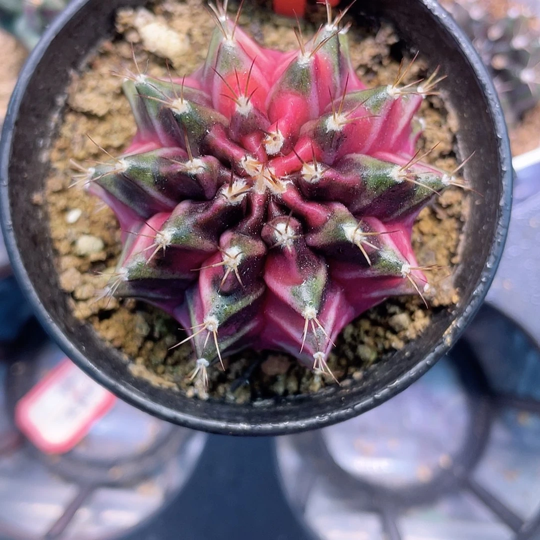 1-79米哈锦5.1厘米