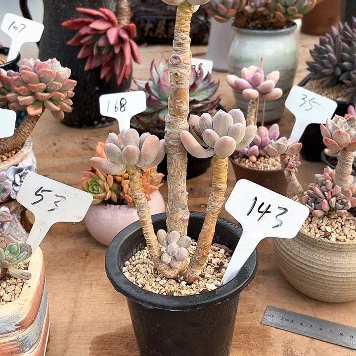 多肉植物，长叶奶143号