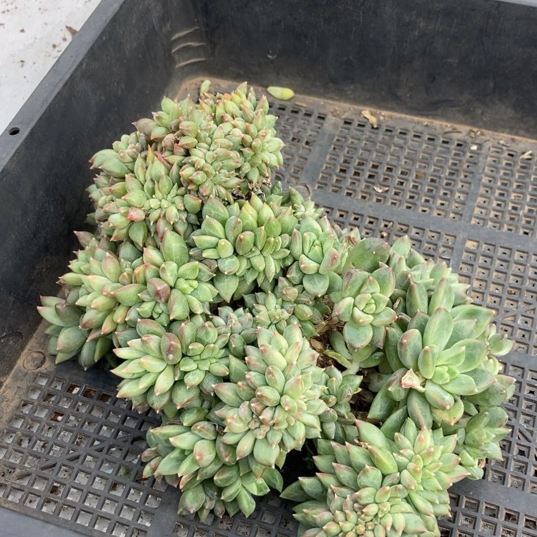 12-78松果美人缀一物一拍瑕疵