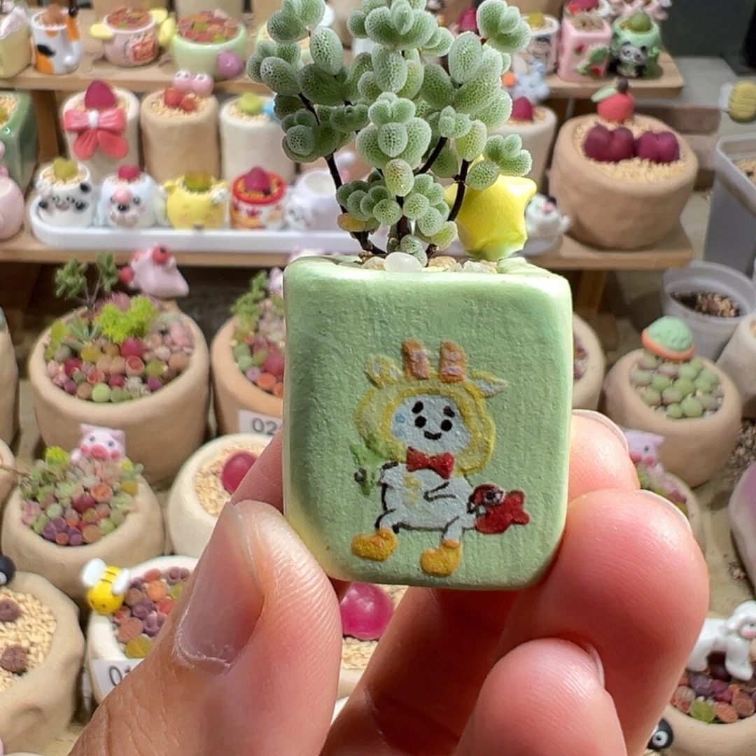 多肉植物56号枝干