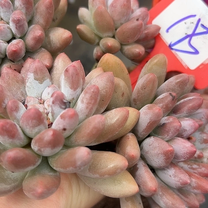 18罗丽美人一个脱土