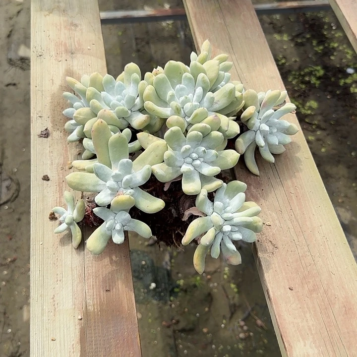 ✐***࿐拇指仙女杯多肉植物