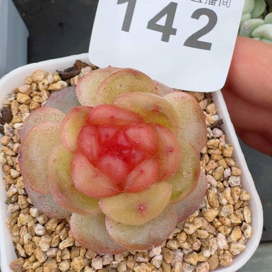 软糖珍妮         精品多肉