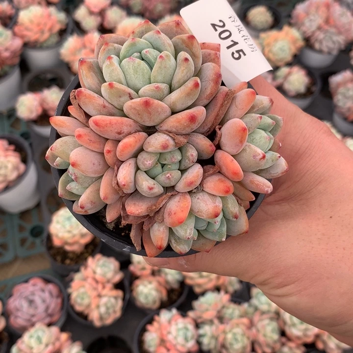 ?****?21号下午场，2015一颗