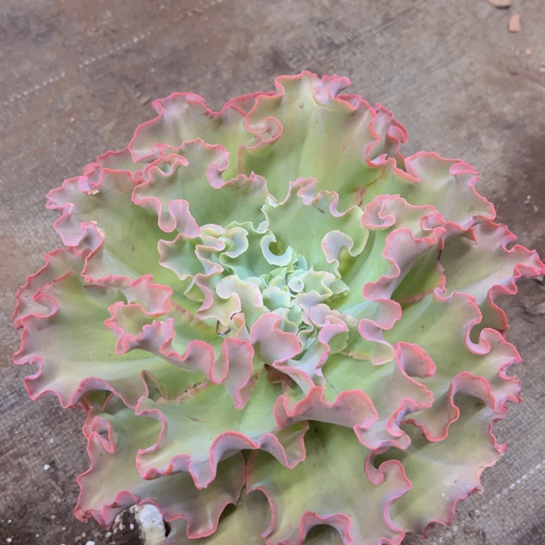 高莎之翁大单头老桩