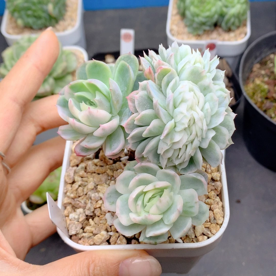 58包邮  群生不包整385