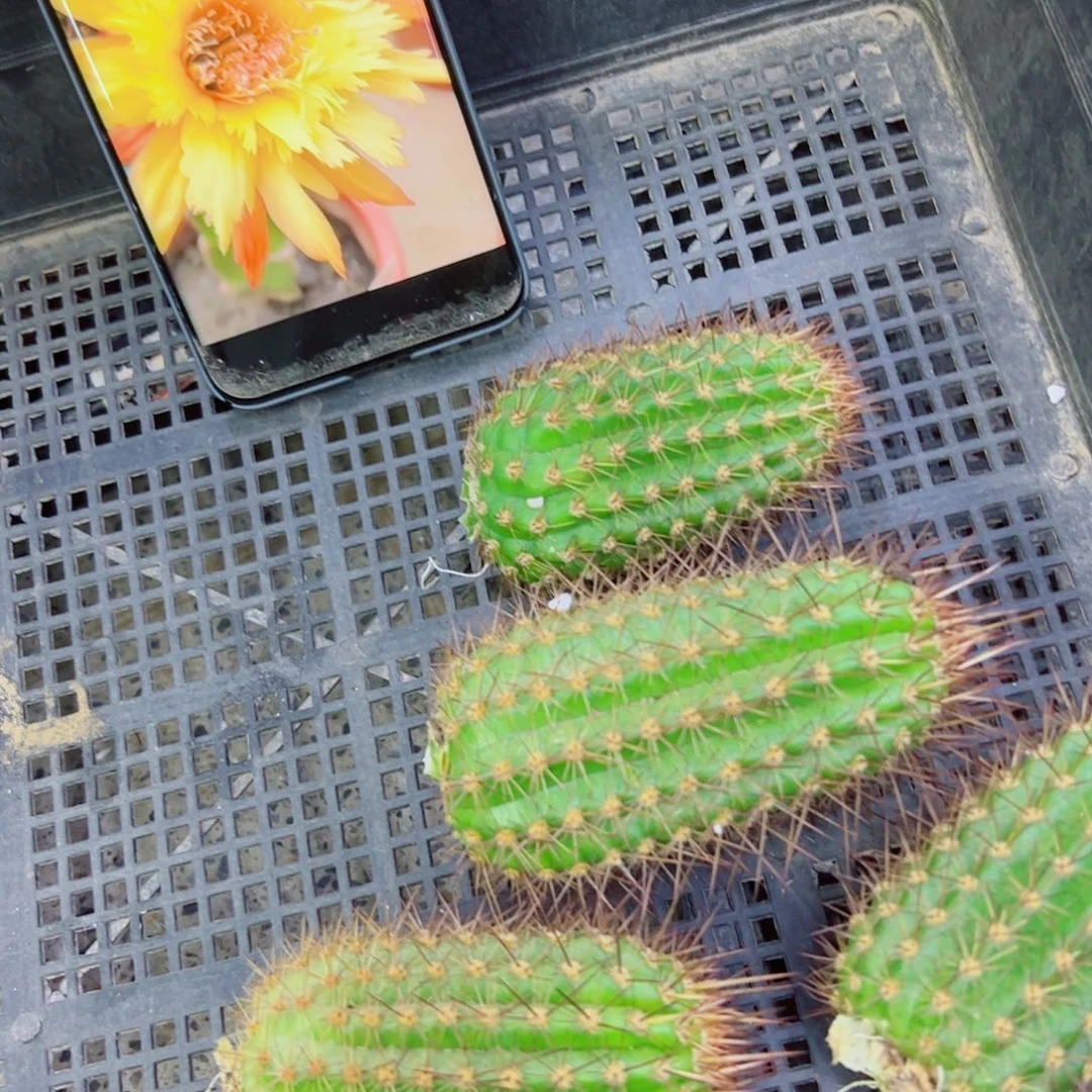 下7金妞亚历山大歪无根侧芽5公分左右20包邮