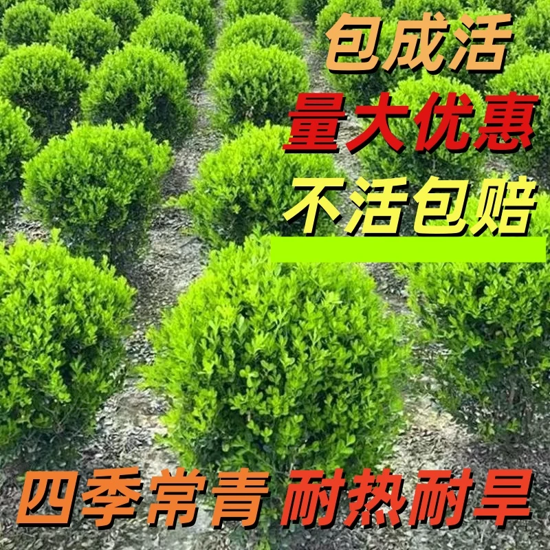 黄杨盆景耐寒办公室植物盆栽四季常青好养花卉庭院树苗桌面绿植