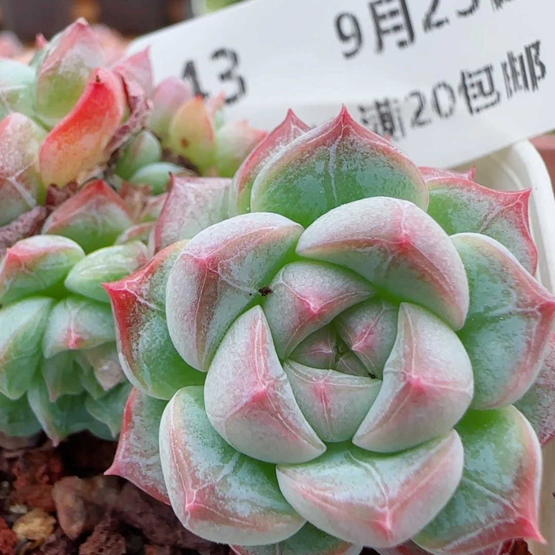 花语逸镜0923-43白桃