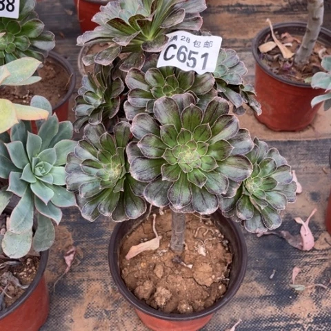 651拉丝锦不包断枝