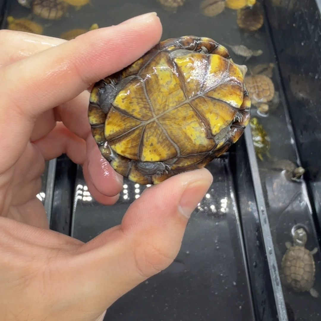 不分公母宠物龟红面