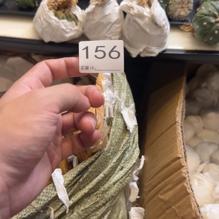美***情兜星球仙人球156号球