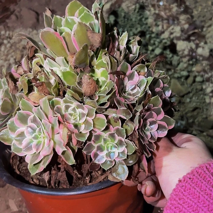 糖果菊多肉植物不售后量拍