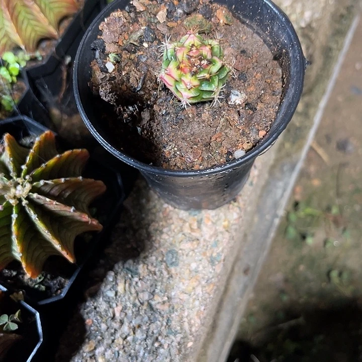 仙人球好好看好漂亮15