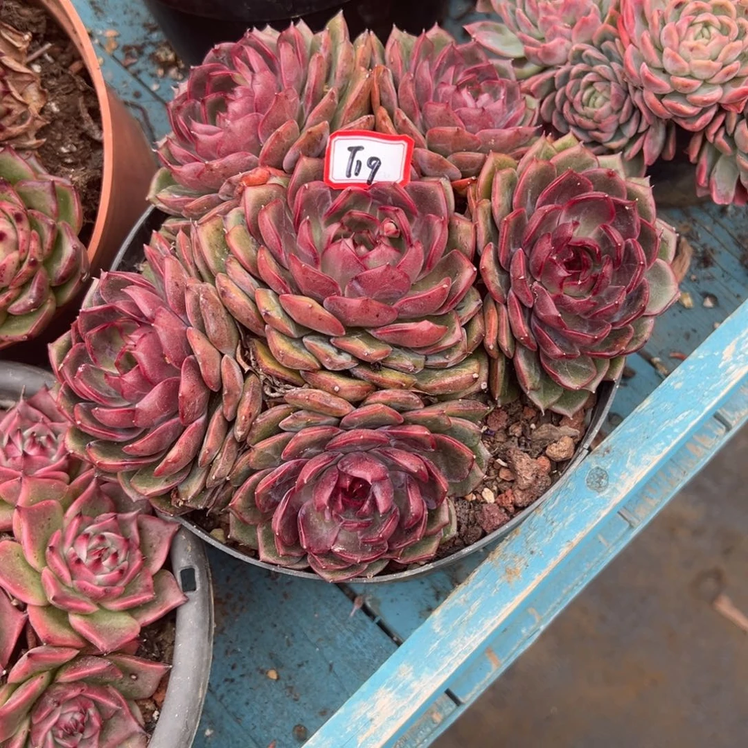 半***糖精品多肉植物老桩