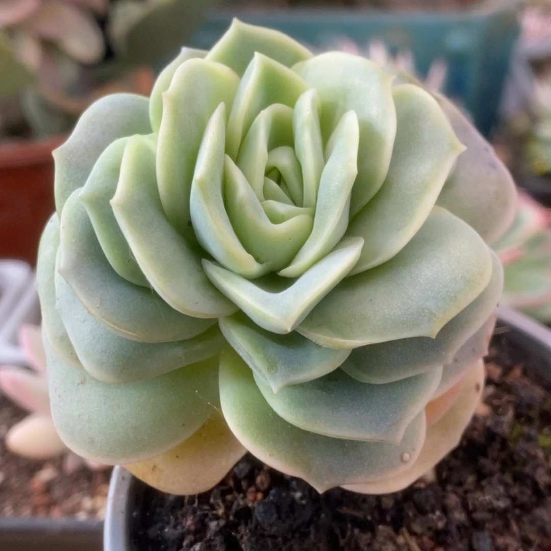 323可爱玫瑰看锦锦锦锦锦锦锦