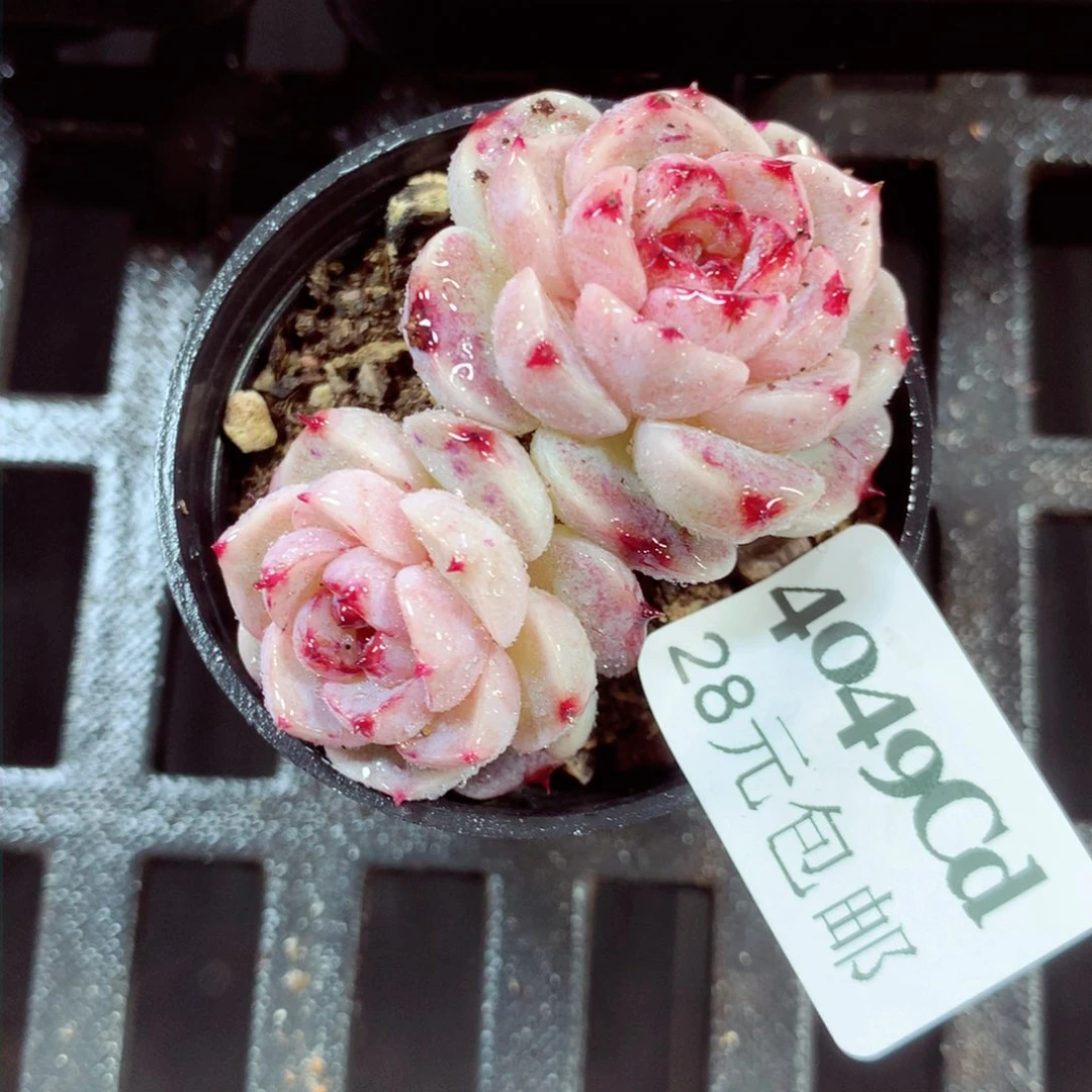 5厘米盆精控多肉4049