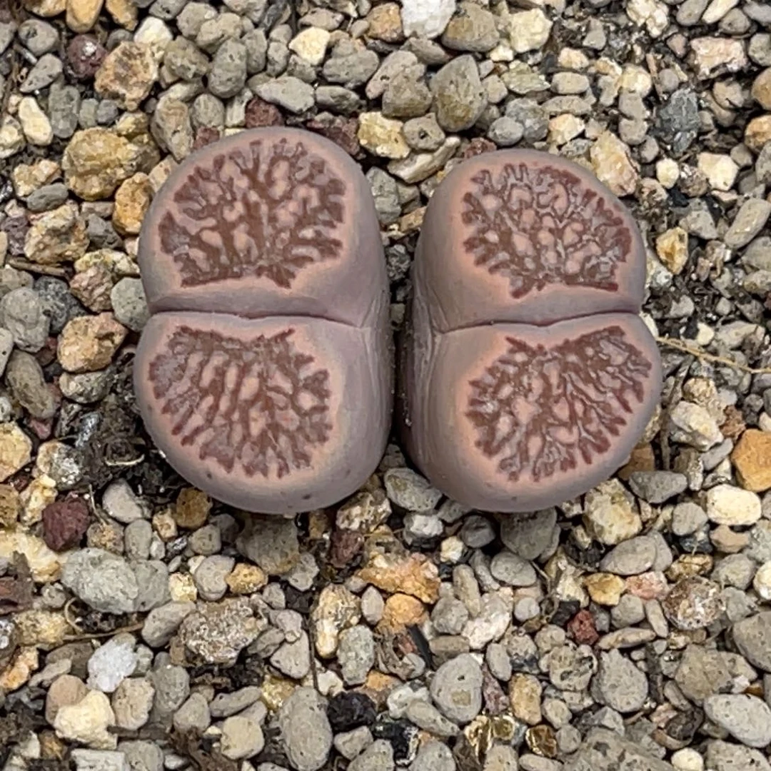 5315霜菊双头1单卡1.8