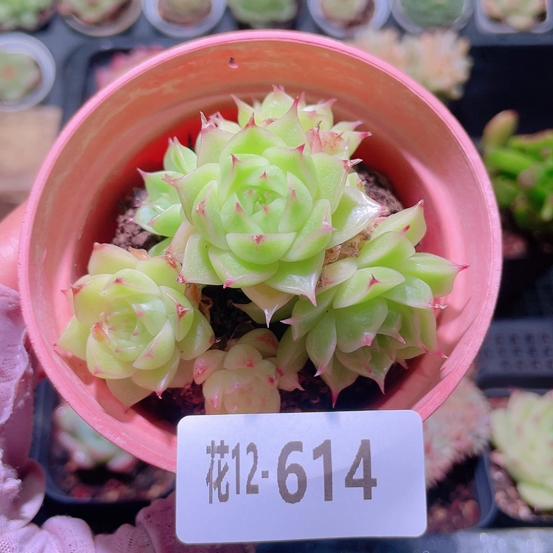 花利美12-614麦秆
