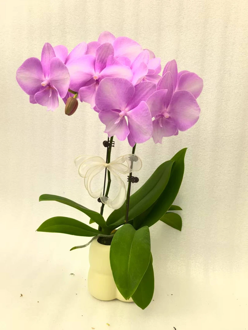 鲜花【骑士】蝴蝶兰室内种植观赏送礼带花发货