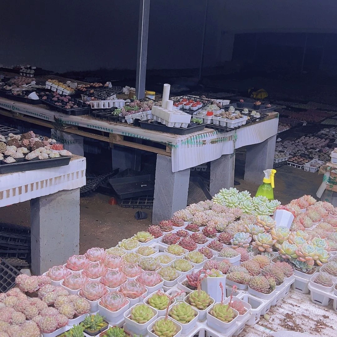 外保温19包邮多肉植物