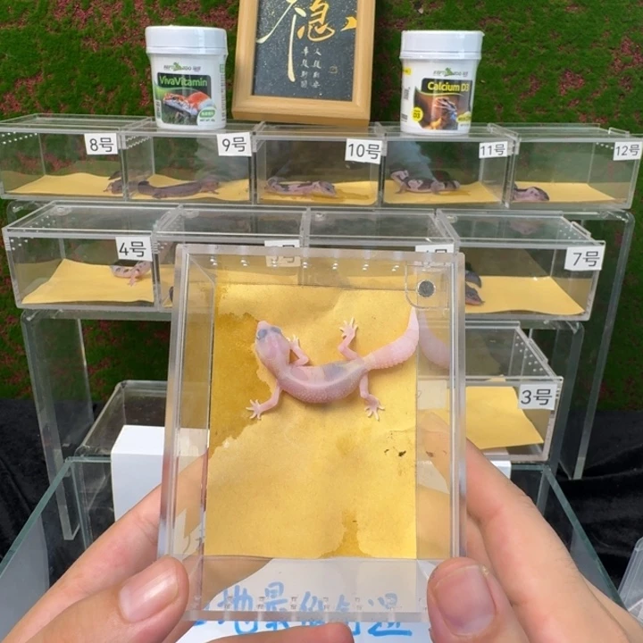 肥尾守宫红眼，母温！