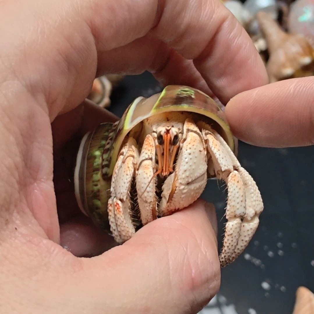 白毛求不退不换哦