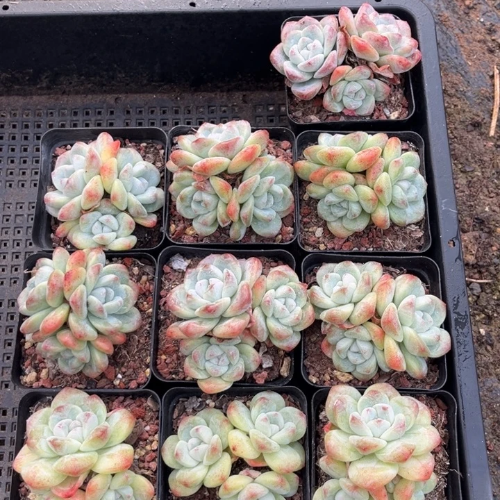 冰玉多肉七方盆一组10个010号