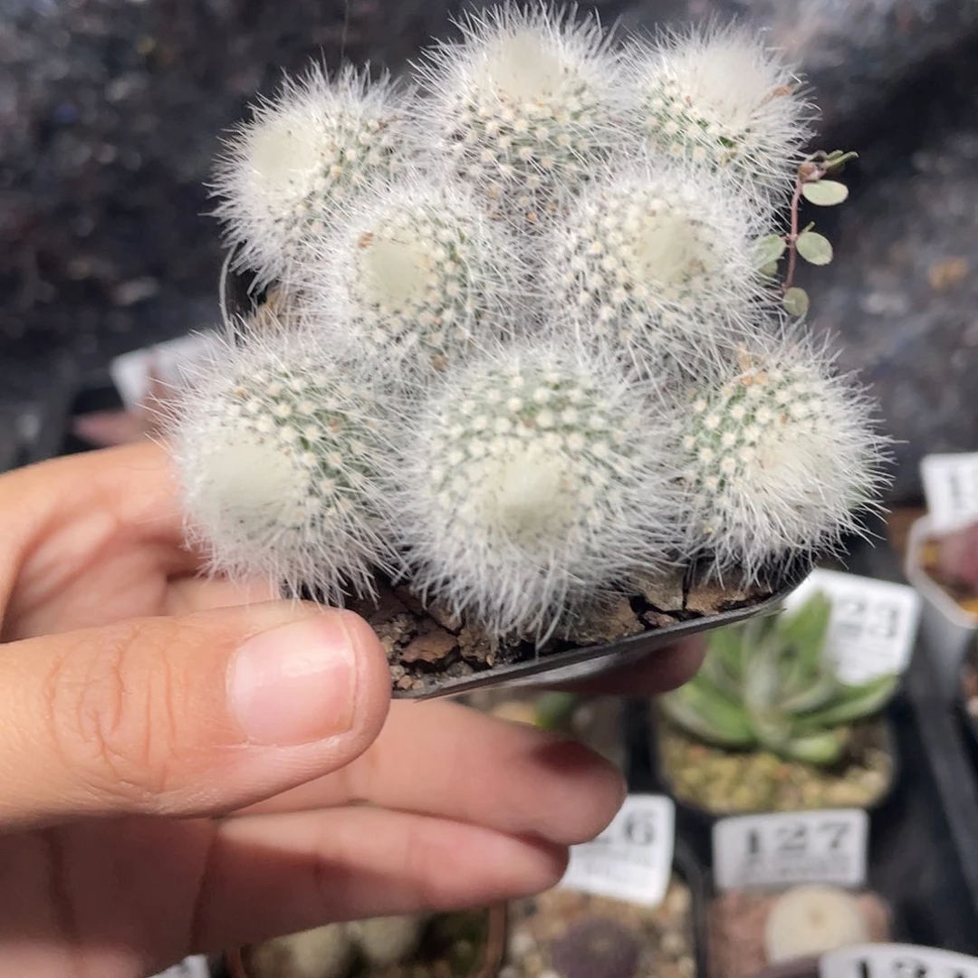 195duo头白小丁（满18元包邮）