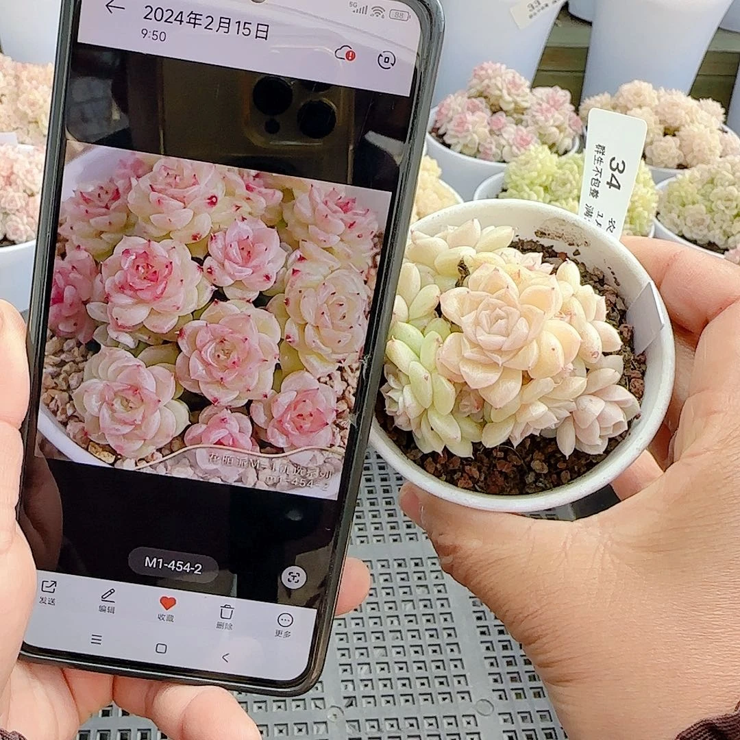 雨***绵0104-34（m1-454-2）优选