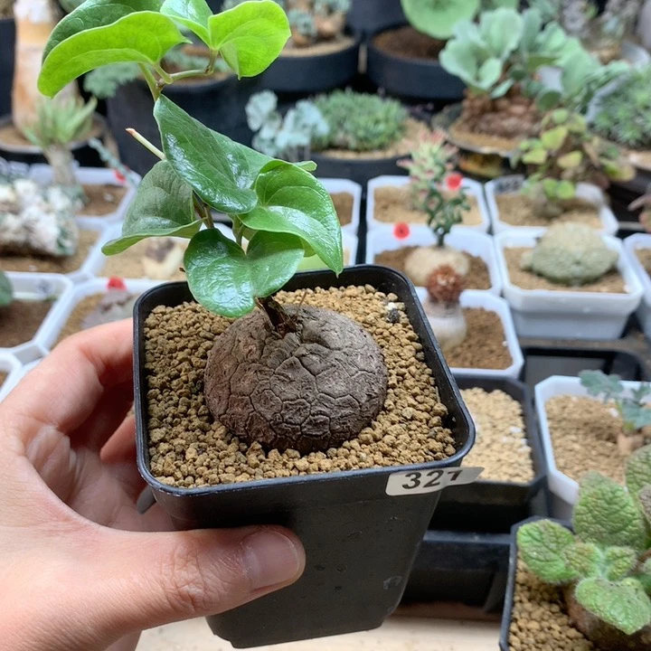 南非龟甲龙带盆327