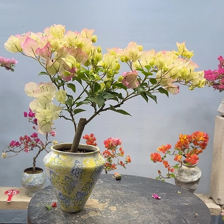 完全开放三角梅一物一拍