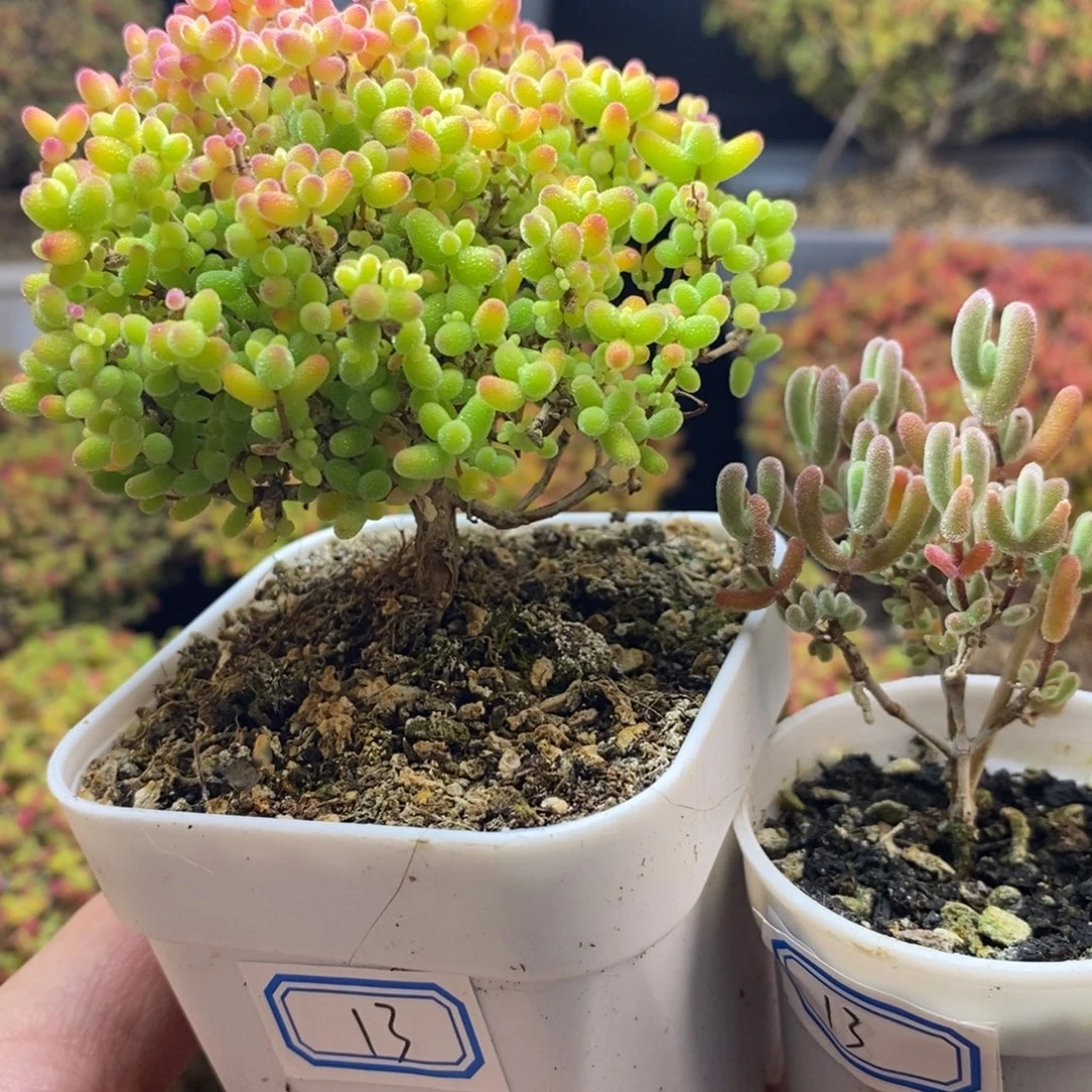 陆***完全开放13号蜜橘2个