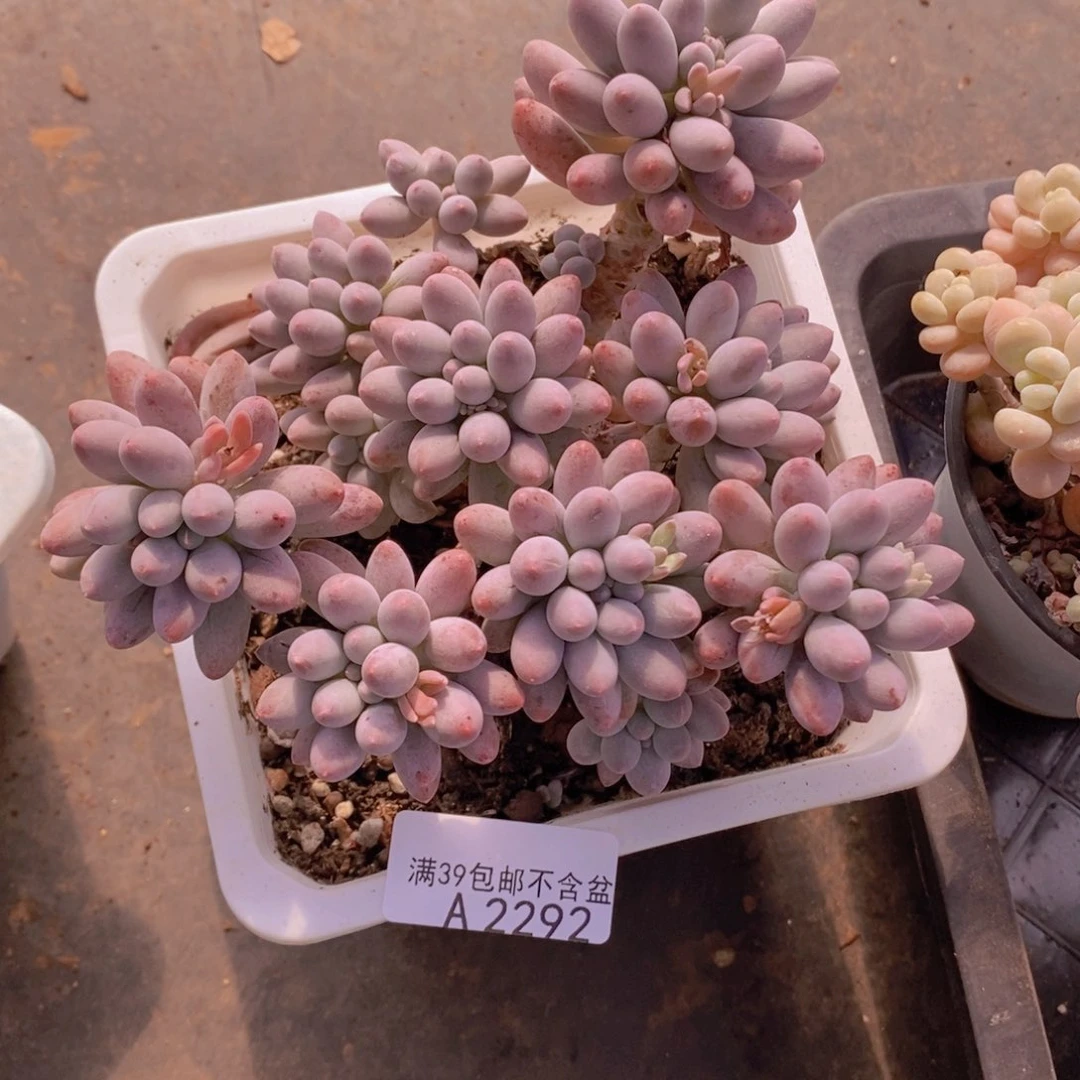 婴儿手指老桩12cm2292多肉植物